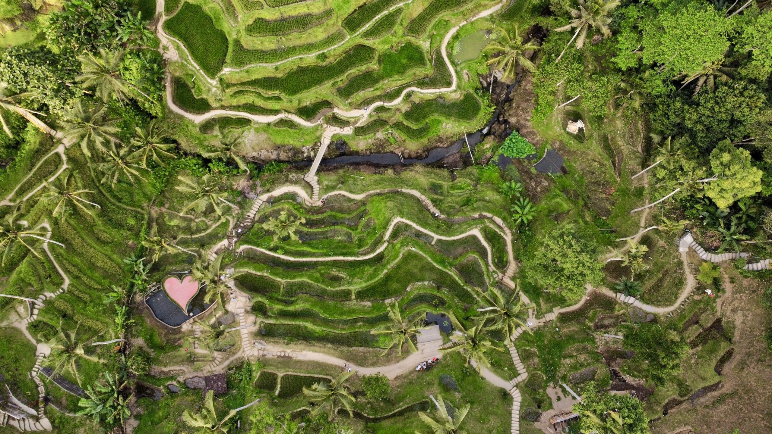 Campos de arroz en Bali